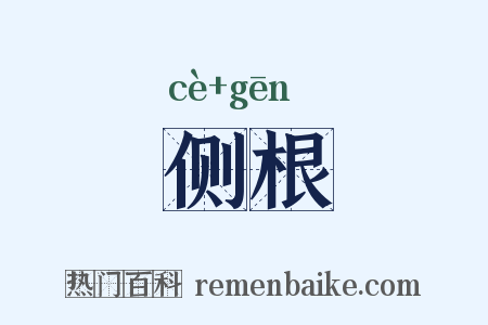 侧根是什么意思的图片